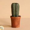 Maileg-11-5301-00-miniatura-cactus-in-vaso-per-casa-delle-bambole_9